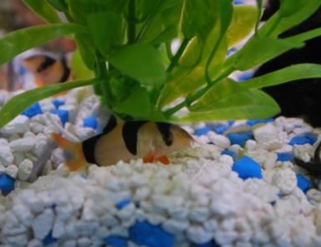 freshwater fish - botia macracantha - clown loach stocking in 37 gallons tank - May I introduce Sir William Kent - a clown loach. freshwater fish - botia macracantha - clown loach stocking in 37 gallons tank - May I introduce Sir William Kent - a clown loach.