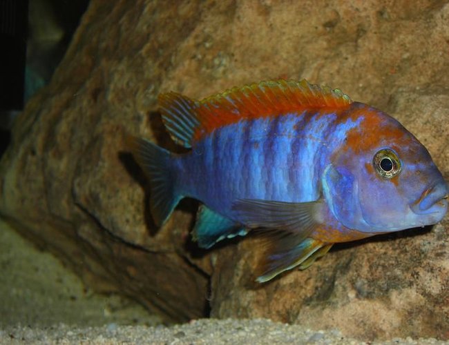 freshwater fish - labidochromis sp. - hongi stocking in 180 gallons tank - Labidochromis Hongi freshwater fish - labidochromis sp. - hongi stocking in 180 gallons tank - Labidochromis Hongi