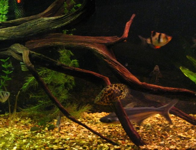 freshwater fish - ctenopoma acutirostre - leopard ctenopoma stocking in 50 gallons tank - A few of my fish freshwater fish - ctenopoma acutirostre - leopard ctenopoma stocking in 50 gallons tank - A few of my fish