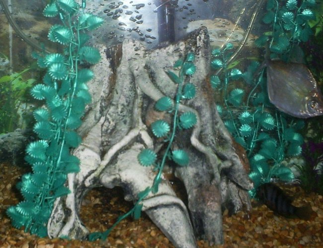 freshwater fish - metynnis argenteus - silver dollar stocking in 100 gallons tank - silver dollar &
zebra convict freshwater fish - metynnis argenteus - silver dollar stocking in 100 gallons tank - silver dollar &
zebra convict