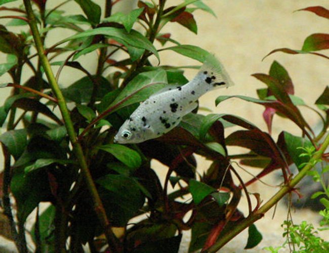 freshwater fish - poecilia latipinna - dalmatian molly stocking in 90 gallons tank - dalmation molly fish freshwater fish - poecilia latipinna - dalmatian molly stocking in 90 gallons tank - dalmation molly fish