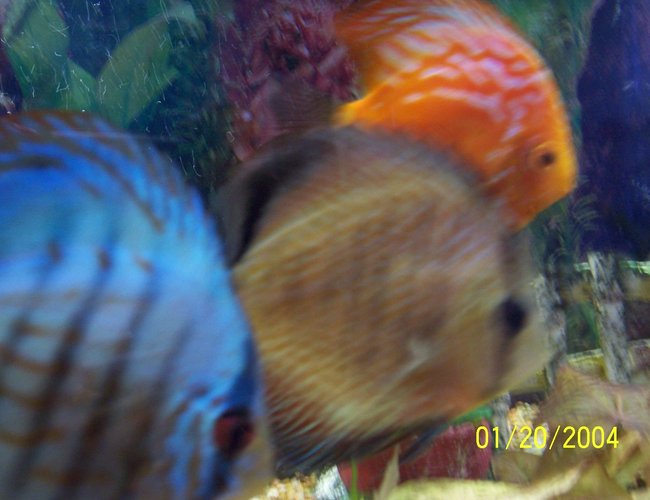 freshwater fish - symphysodon sp. - ocean green discus stocking in 55 gallons tank - discus freshwater fish - symphysodon sp. - ocean green discus stocking in 55 gallons tank - discus