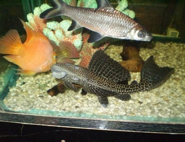 freshwater fish - glyptoperichthys gibbiceps - sailfin pleco (l-83) stocking in 55 gallons tank - on the search for the floating bloodworms. freshwater fish - glyptoperichthys gibbiceps - sailfin pleco (l-83) stocking in 55 gallons tank - on the search for the floating bloodworms.