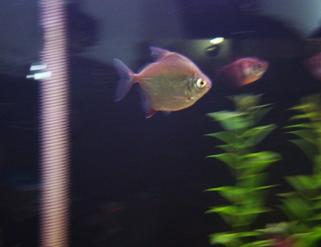freshwater fish - metynnis argenteus - silver dollar stocking in 45 gallons tank - Silver Dollar in motion, Just wont stay still! freshwater fish - metynnis argenteus - silver dollar stocking in 45 gallons tank - Silver Dollar in motion, Just wont stay still!