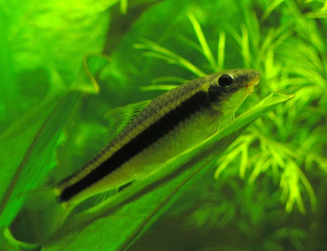 freshwater fish - crossocheilus siamensis - siamese algae eater stocking in 29 gallons tank - Flying Fox, resting on the leaf of an Amazon Sword. freshwater fish - crossocheilus siamensis - siamese algae eater stocking in 29 gallons tank - Flying Fox, resting on the leaf of an Amazon Sword.