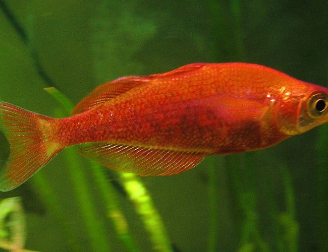 freshwater fish - glossolepis incisis - red irian rainbow stocking in 29 gallons tank - Glossolepsis Incisus - Red or Irian Jaya Rainbowfish. This was at his peak coloring. freshwater fish - glossolepis incisis - red irian rainbow stocking in 29 gallons tank - Glossolepsis Incisus - Red or Irian Jaya Rainbowfish. This was at his peak coloring.