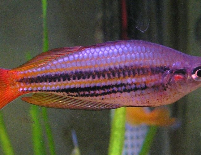 freshwater fish - melanotaenia australis - western rainbowfish stocking in 29 gallons tank - Melanotaenia Australis, Western Rainbowfish. One of the larger males. freshwater fish - melanotaenia australis - western rainbowfish stocking in 29 gallons tank - Melanotaenia Australis, Western Rainbowfish. One of the larger males.