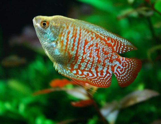 freshwater fish - colisa lalia - dwarf gourami stocking in 47 gallons tank - Colisa Lalia freshwater fish - colisa lalia - dwarf gourami stocking in 47 gallons tank - Colisa Lalia