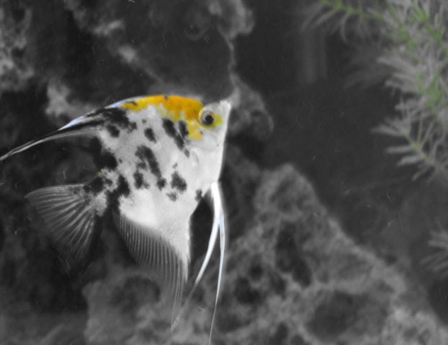freshwater fish - pterophyllum sp. - koi angel stocking in 80 gallons tank - angel freshwater fish - pterophyllum sp. - koi angel stocking in 80 gallons tank - angel