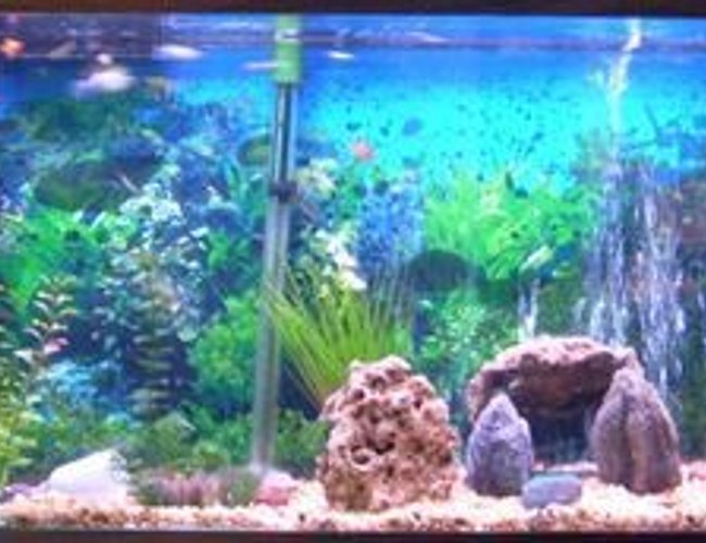 freshwater fish - xiphophorus maculatus - red platy stocking in 53 gallons tank - 53 gallon with Guppies Platys and a 24" pleco. Emperor 400 filter. freshwater fish - xiphophorus maculatus - red platy stocking in 53 gallons tank - 53 gallon with Guppies Platys and a 24" pleco. Emperor 400 filter.