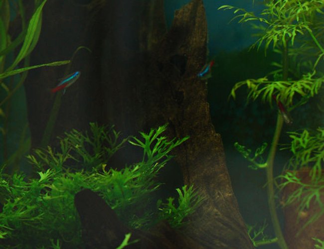 freshwater fish - paracheirodon innesi - neon tetra jumbo stocking in 37 gallons tank - Open water freshwater fish - paracheirodon innesi - neon tetra jumbo stocking in 37 gallons tank - Open water