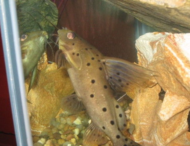 freshwater fish - synodontis nigriventris - upside down cat stocking in 90 gallons tank - My upsidedown catfish freshwater fish - synodontis nigriventris - upside down cat stocking in 90 gallons tank - My upsidedown catfish