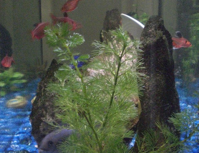 freshwater fish - hyphessobrycon erythrostigma - bleeding heart tetra stocking in 30 gallons tank - I think this cobalt is female, but her name's Mario. All of the minors took a month to come into there full colour. Pet store fish look terrible.... freshwater fish - hyphessobrycon erythrostigma - bleeding heart tetra stocking in 30 gallons tank - I think this cobalt is female, but her name's Mario. All of the minors took a month to come into there full colour. Pet store fish look terrible....