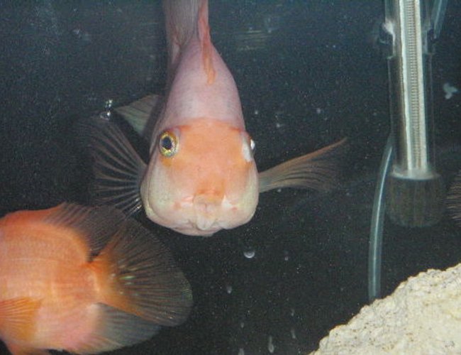 freshwater fish - heros severus x amphilophus citrinellum - blood parrot stocking in 55 gallons tank - pukker up freshwater fish - heros severus x amphilophus citrinellum - blood parrot stocking in 55 gallons tank - pukker up