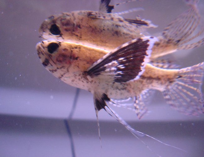 freshwater fish - pantodon buchholzi - african butterflyfish stocking in 55 gallons tank - African Butterfly Fish Close Up freshwater fish - pantodon buchholzi - african butterflyfish stocking in 55 gallons tank - African Butterfly Fish Close Up