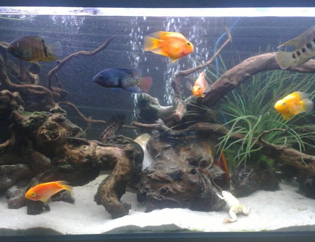 freshwater fish - heros severus x amphilophus citrinellum - blood parrot stocking in 121 gallons tank - my 121 gallon tank decorated with mainly driftwood, fake plants, and plane black backdrop freshwater fish - heros severus x amphilophus citrinellum - blood parrot stocking in 121 gallons tank - my 121 gallon tank decorated with mainly driftwood, fake plants, and plane black backdrop