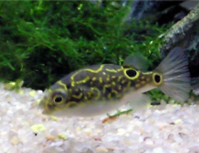 freshwater fish - tetraodon biocellatus - figure 8 puffer stocking in 35 gallons tank - figure eight puffer fish freshwater fish - tetraodon biocellatus - figure 8 puffer stocking in 35 gallons tank - figure eight puffer fish
