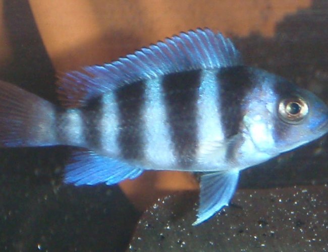 freshwater fish - cyphotilapia frontosa - frontosa cichlid stocking in 55 gallons tank - another 2"frontosa freshwater fish - cyphotilapia frontosa - frontosa cichlid stocking in 55 gallons tank - another 2"frontosa