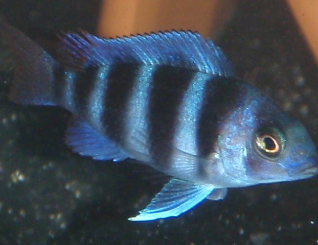 freshwater fish - cyphotilapia frontosa - frontosa cichlid stocking in 55 gallons tank - c. frontosa freshwater fish - cyphotilapia frontosa - frontosa cichlid stocking in 55 gallons tank - c. frontosa