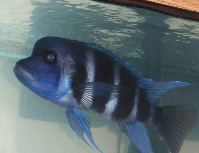 freshwater fish - cyphotilapia frontosa - frontosa cichlid stocking in 55 gallons tank - Mr. Big freshwater fish - cyphotilapia frontosa - frontosa cichlid stocking in 55 gallons tank - Mr. Big