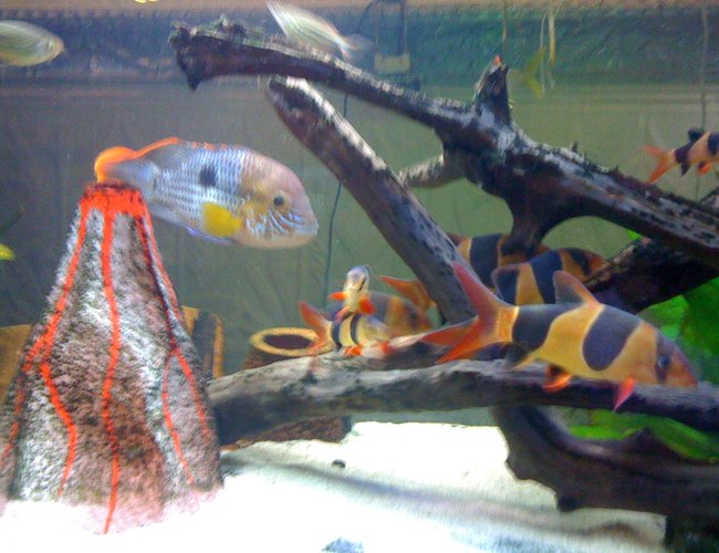 freshwater fish - botia macracantha - clown loach stocking in 125 gallons tank freshwater fish - botia macracantha - clown loach stocking in 125 gallons tank