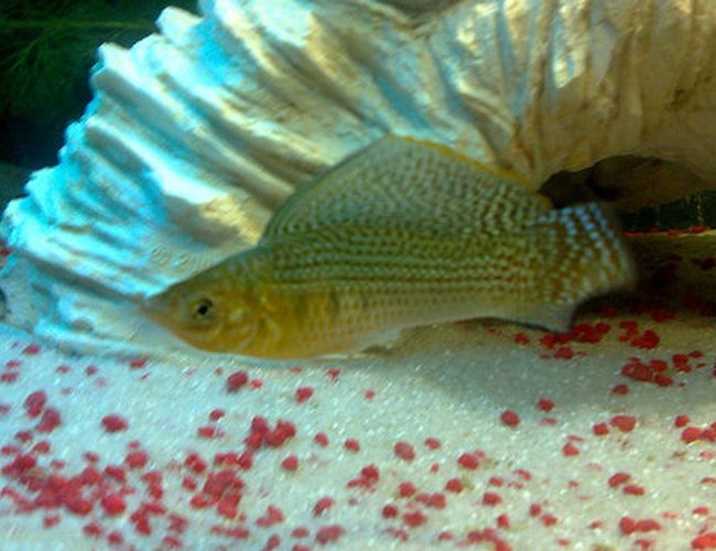 freshwater fish - poecilia latipinna - sailfin molly stocking in 57 gallons tank - My Green Sailfin Molly freshwater fish - poecilia latipinna - sailfin molly stocking in 57 gallons tank - My Green Sailfin Molly