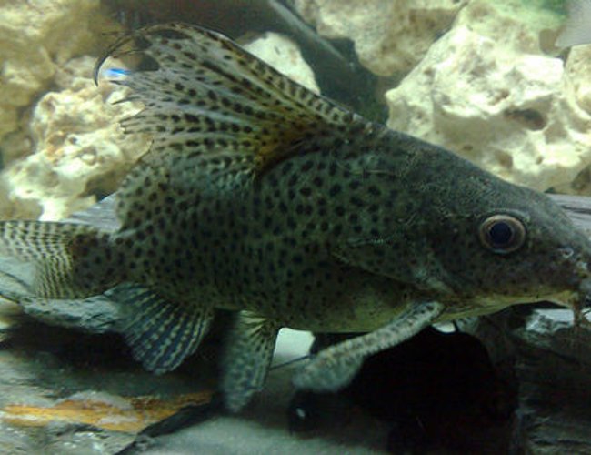 freshwater fish - synodontis eupterus - synodontis eupterus catfish stocking in 57 gallons tank - This is Scatz my Synodontis freshwater fish - synodontis eupterus - synodontis eupterus catfish stocking in 57 gallons tank - This is Scatz my Synodontis