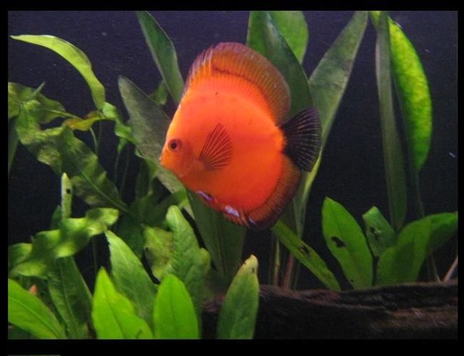 freshwater fish - symphysodon sp. - red marlboro discus stocking in 113 gallons tank - red marlboro discus fish freshwater fish - symphysodon sp. - red marlboro discus stocking in 113 gallons tank - red marlboro discus fish