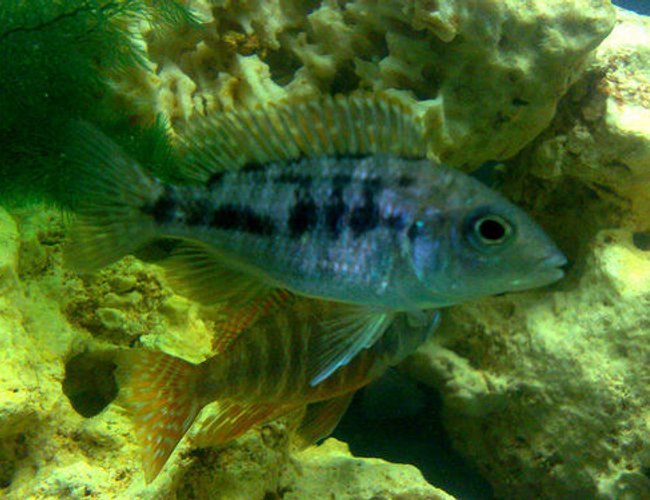 freshwater fish - otopharynx lithobates - sulphur crested lithobate stocking in 57 gallons tank - One of My Aulonacara Rubens Red freshwater fish - otopharynx lithobates - sulphur crested lithobate stocking in 57 gallons tank - One of My Aulonacara Rubens Red