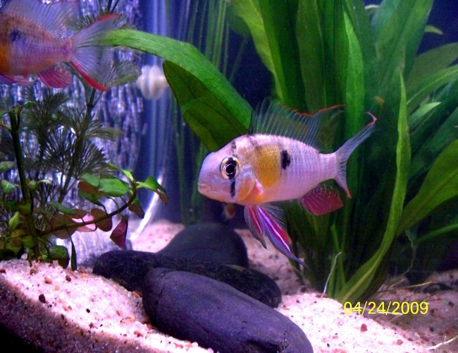 freshwater fish - microgeophagus altispinosa - bolivian ram stocking in 55 gallons tank - Bolivian Ram male in full courtship colors freshwater fish - microgeophagus altispinosa - bolivian ram stocking in 55 gallons tank - Bolivian Ram male in full courtship colors