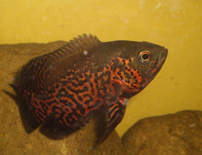 freshwater fish - astronotus ocellatus - tiger oscar stocking in 40 gallons tank - oscar fish it's name is oscar freshwater fish - astronotus ocellatus - tiger oscar stocking in 40 gallons tank - oscar fish it's name is oscar