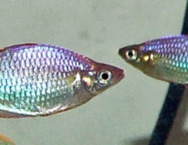 freshwater fish - melanotaenia praecox - praecox rainbow stocking in 320 gallons tank - Aussie dwarf neon Rainbows(Melanotaenia praecox) freshwater fish - melanotaenia praecox - praecox rainbow stocking in 320 gallons tank - Aussie dwarf neon Rainbows(Melanotaenia praecox)