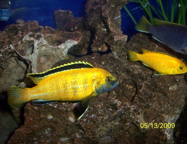 freshwater fish - labidochromis caeruleus - electric yellow cichlid stocking in 55 gallons tank - Electric Yellow Lab (Labidochromis caeruleus) Male and one of his females. freshwater fish - labidochromis caeruleus - electric yellow cichlid stocking in 55 gallons tank - Electric Yellow Lab (Labidochromis caeruleus) Male and one of his females.