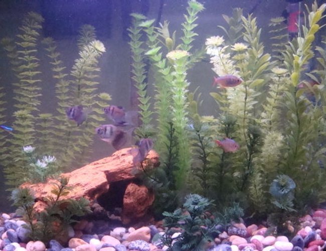 freshwater fish - gymnocorymbus sp. - black skirt tetra stocking in 26 gallons tank - This is my 26 gallon tank. I believe it's about the 4th version of decorating that I've had in the 5 months or so I've had the tank. freshwater fish - gymnocorymbus sp. - black skirt tetra stocking in 26 gallons tank - This is my 26 gallon tank. I believe it's about the 4th version of decorating that I've had in the 5 months or so I've had the tank.