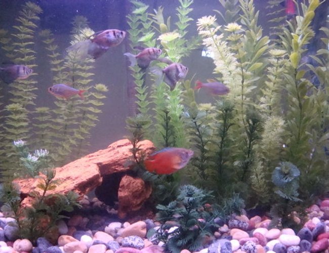 freshwater fish - colisa lalia - flame dwarf gourami stocking in 26 gallons tank - A closer look at my tank with some of my fish. Tetras and gourami. freshwater fish - colisa lalia - flame dwarf gourami stocking in 26 gallons tank - A closer look at my tank with some of my fish. Tetras and gourami.