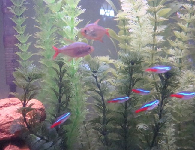 freshwater fish - paracheirodon innesi - neon tetra jumbo stocking in 26 gallons tank - Closer view of my red-blue columbian tetras and my neons. freshwater fish - paracheirodon innesi - neon tetra jumbo stocking in 26 gallons tank - Closer view of my red-blue columbian tetras and my neons.