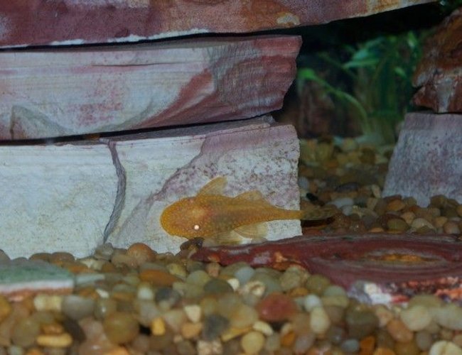 freshwater fish - ancistrus sp. - bushy nose pleco l-144 - My albino bristlenose pleco :) freshwater fish - ancistrus sp. - bushy nose pleco l-144 - My albino bristlenose pleco :)