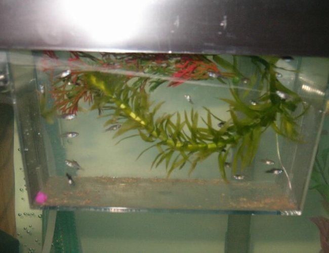 freshwater fish - poecilia latipinna - dalmatian molly stocking in 28 gallons tank - My baby Mollies. Silver mom , dalmation Dad. from another tank. freshwater fish - poecilia latipinna - dalmatian molly stocking in 28 gallons tank - My baby Mollies. Silver mom , dalmation Dad. from another tank.