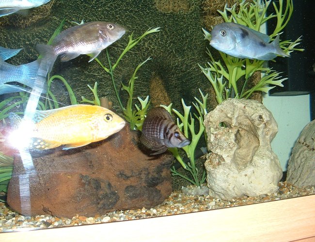 freshwater fish - altolamprologus calvus - calvus cichlid stocking in 90 gallons tank - Calvus freshwater fish - altolamprologus calvus - calvus cichlid stocking in 90 gallons tank - Calvus