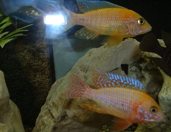 freshwater fish - aulonocara sp. - dragon blood peacock stocking in 90 gallons tank - Aulonocara Tangerine, Aulonocara Dragons Blood. freshwater fish - aulonocara sp. - dragon blood peacock stocking in 90 gallons tank - Aulonocara Tangerine, Aulonocara Dragons Blood.