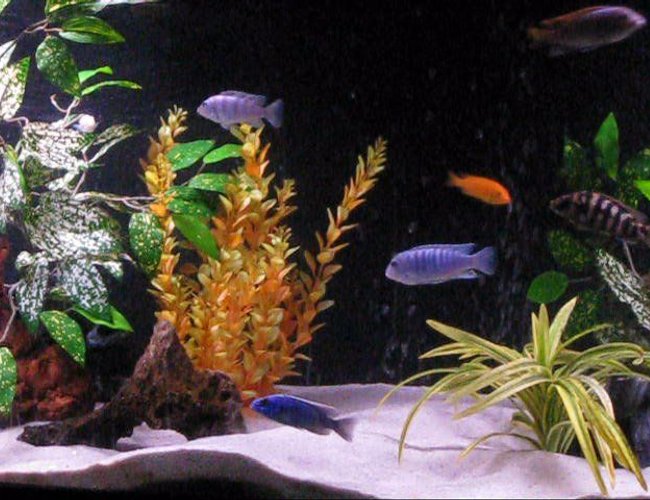 freshwater fish - pseudotropheus estherae - red zebra cichlid stocking in 120 gallons tank - my 120 gallon cichlid tank freshwater fish - pseudotropheus estherae - red zebra cichlid stocking in 120 gallons tank - my 120 gallon cichlid tank