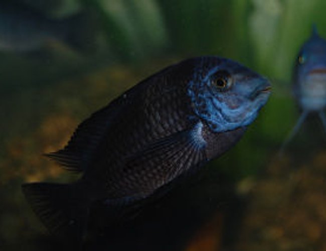 freshwater fish - steatocranus casuarius - buffalo head cichlid stocking in 110 gallons tank - i like this one freshwater fish - steatocranus casuarius - buffalo head cichlid stocking in 110 gallons tank - i like this one