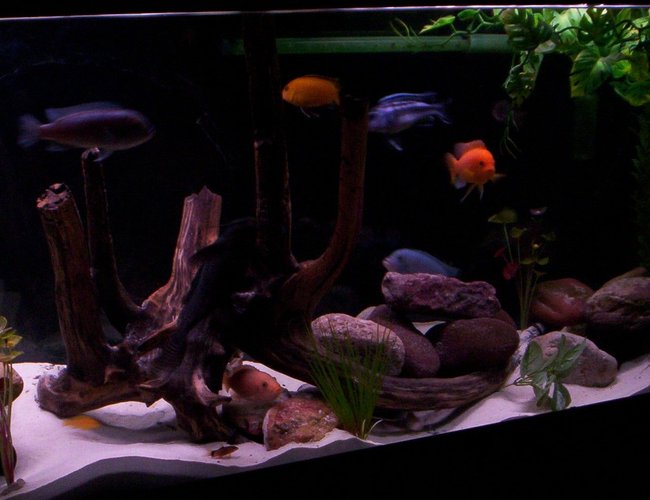 freshwater fish - pseudotropheus estherae - red zebra cichlid stocking in 55 gallons tank - 55 gallon mbuna tank freshwater fish - pseudotropheus estherae - red zebra cichlid stocking in 55 gallons tank - 55 gallon mbuna tank