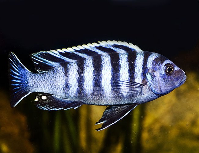 freshwater fish - cynotilapia afra - afra cichlid stocking in 160 gallons tank - Afra "Chimate" freshwater fish - cynotilapia afra - afra cichlid stocking in 160 gallons tank - Afra "Chimate"