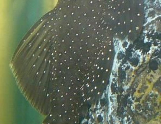 freshwater fish - parancistrus sp. - peppermint plecostomus (l-31) stocking in 100 gallons tank - Peppermint Bristlenose chillaxin freshwater fish - parancistrus sp. - peppermint plecostomus (l-31) stocking in 100 gallons tank - Peppermint Bristlenose chillaxin