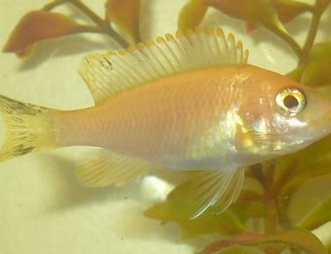 freshwater fish - sciaenochromis fryeri - electric blue hap stocking in 100 gallons tank - Peacock i think. the people at the pet shop didnt know what it was it was in with the peppermint bristlenose freshwater fish - sciaenochromis fryeri - electric blue hap stocking in 100 gallons tank - Peacock i think. the people at the pet shop didnt know what it was it was in with the peppermint bristlenose