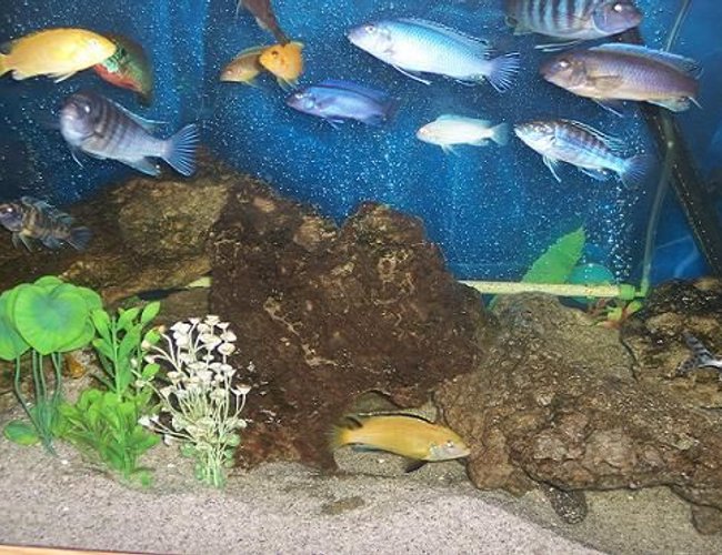 freshwater fish - labidochromis caeruleus - electric yellow cichlid stocking in 75 gallons tank - mixed cichlids freshwater fish - labidochromis caeruleus - electric yellow cichlid stocking in 75 gallons tank - mixed cichlids