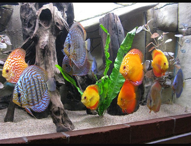 freshwater fish - symphysodon spp. - red turquoise discus stocking in 127 gallons tank - Discus freshwater fish - symphysodon spp. - red turquoise discus stocking in 127 gallons tank - Discus