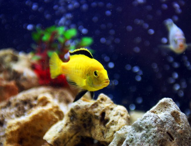 freshwater fish - labidochromis caeruleus - electric yellow cichlid stocking in 85 gallons tank - Pic of my male Electric yellow cichlid - Labidochromis caeruleus freshwater fish - labidochromis caeruleus - electric yellow cichlid stocking in 85 gallons tank - Pic of my male Electric yellow cichlid - Labidochromis caeruleus