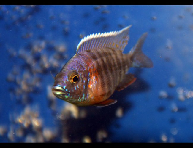 freshwater fish - aulonocara kandeense - blue orchid peacock stocking in 85 gallons tank - Aulonocara kandeense "blue orchid freshwater fish - aulonocara kandeense - blue orchid peacock stocking in 85 gallons tank - Aulonocara kandeense "blue orchid